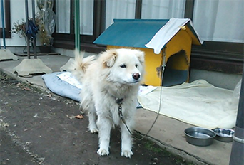 犬の散歩代行の様子